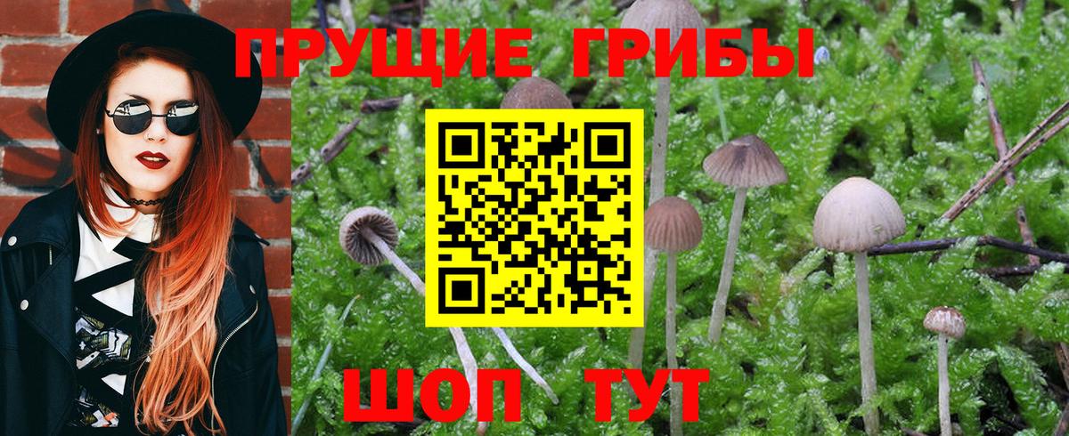 Галлюциногенные грибы Cubensis Нижний Новгород